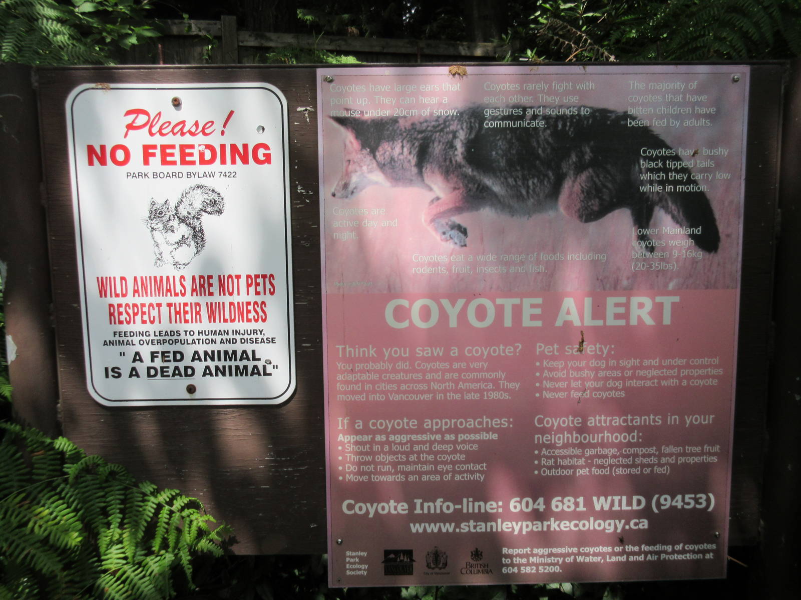 Coyote Sign (in 1,000 Acre Stanley Park)