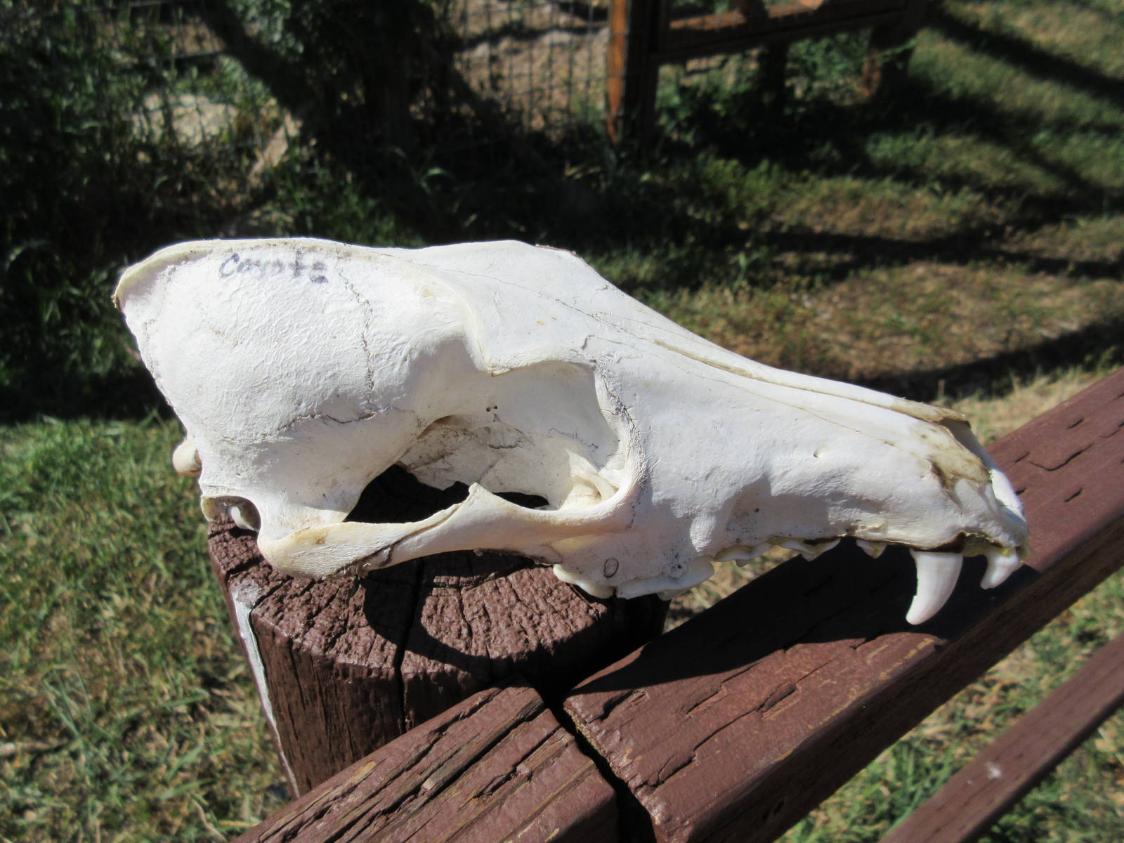 Coyote Skull