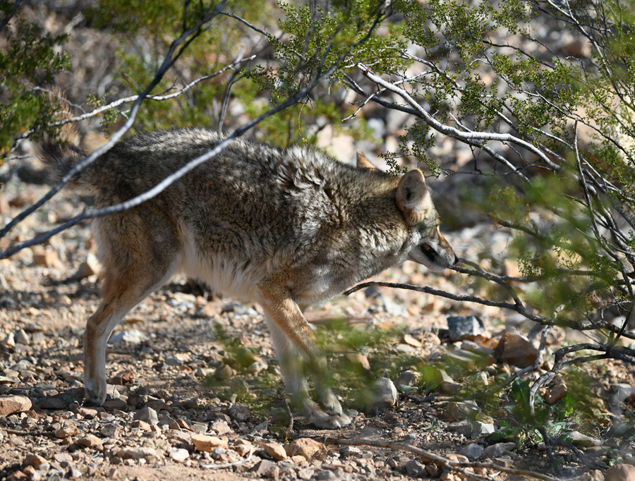 coyote stalking wild fox