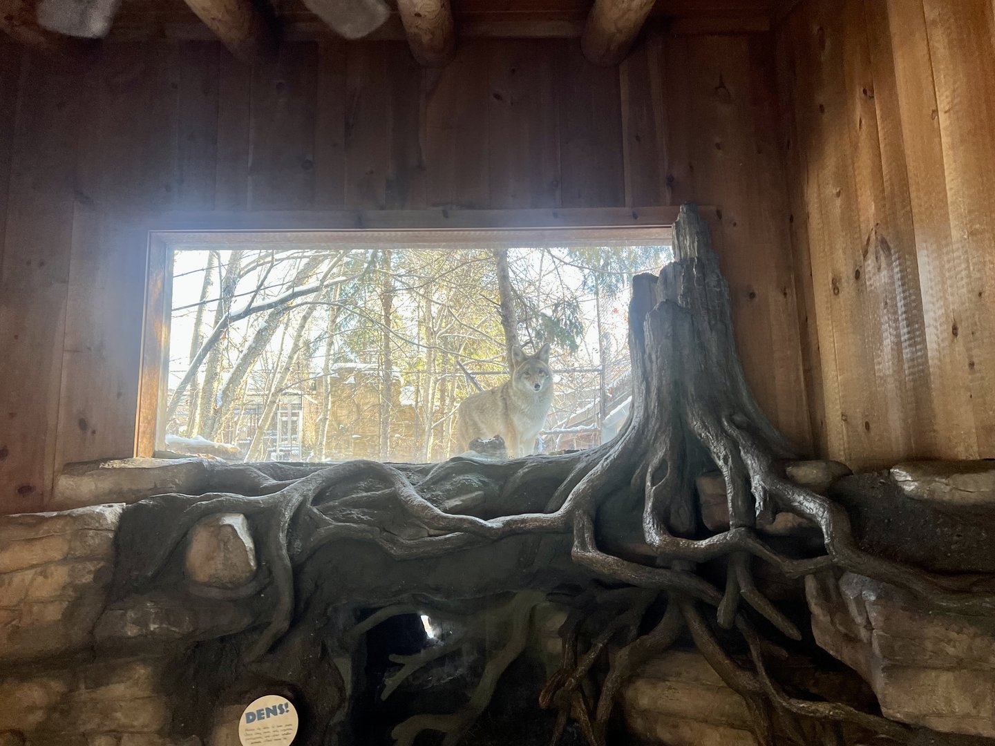 Coyote Viewing Window