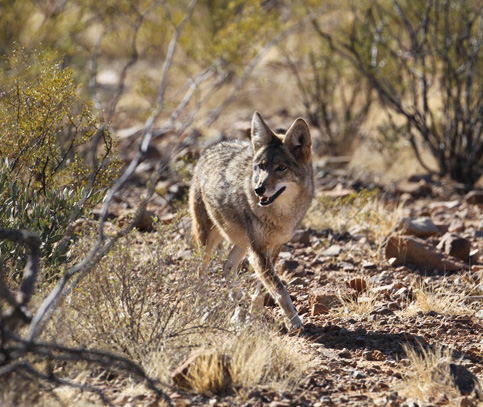 coyote walking