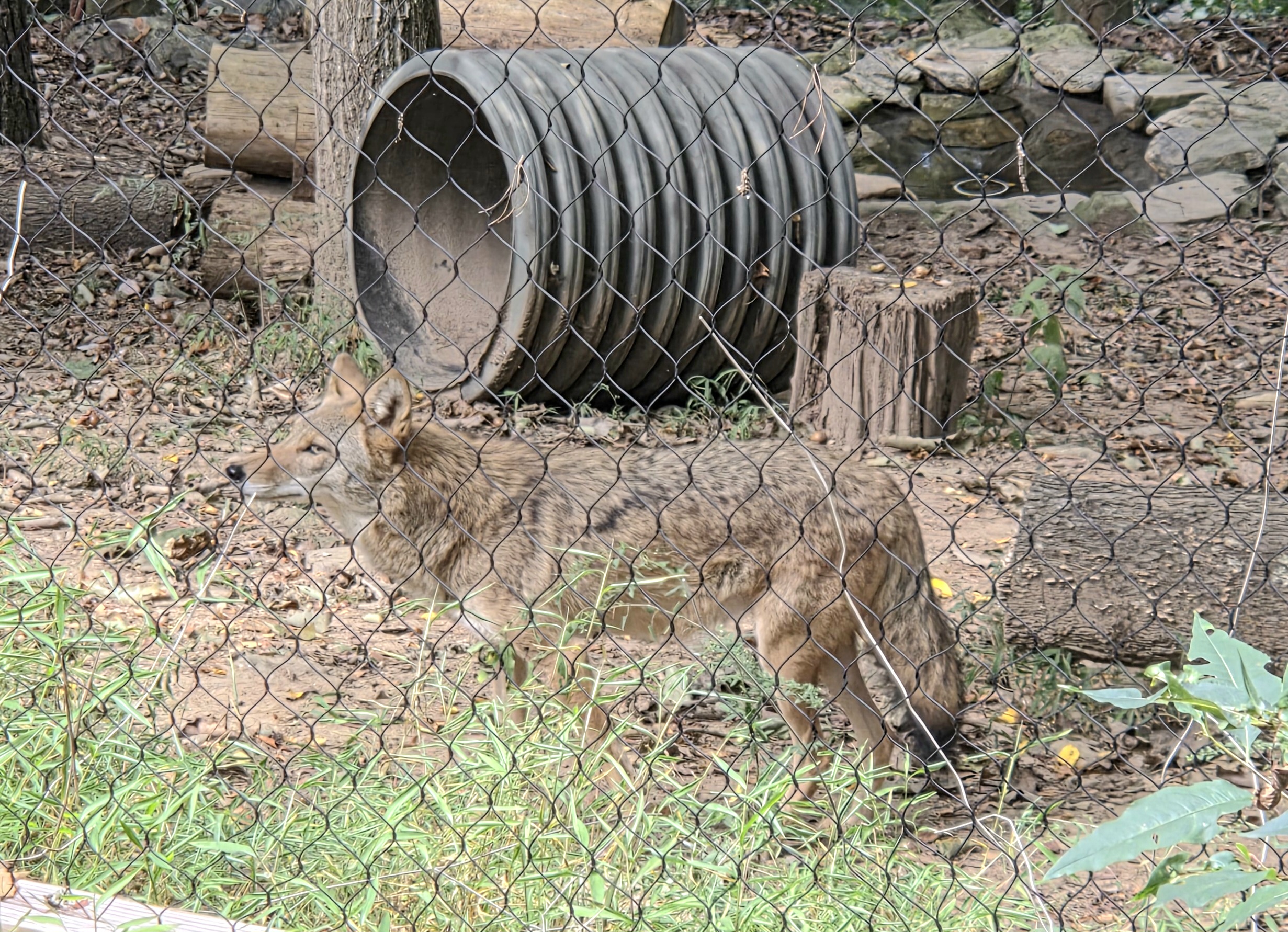 Coyote - Western North Carolina Nature Center