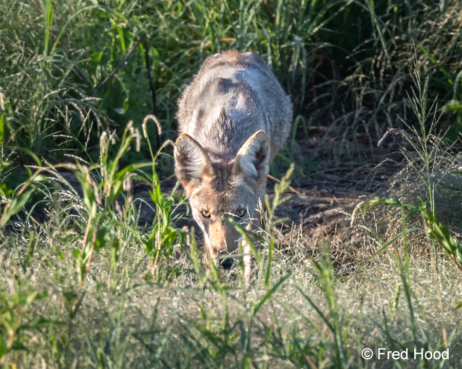 coyote (wild)