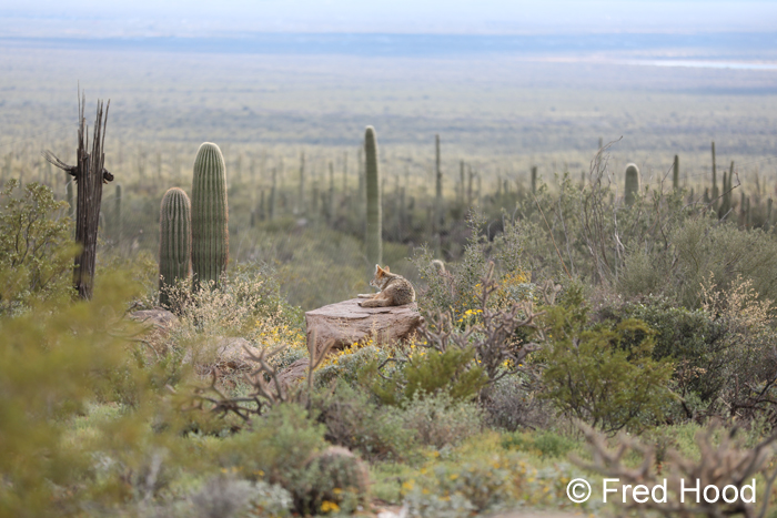 coyote with a view