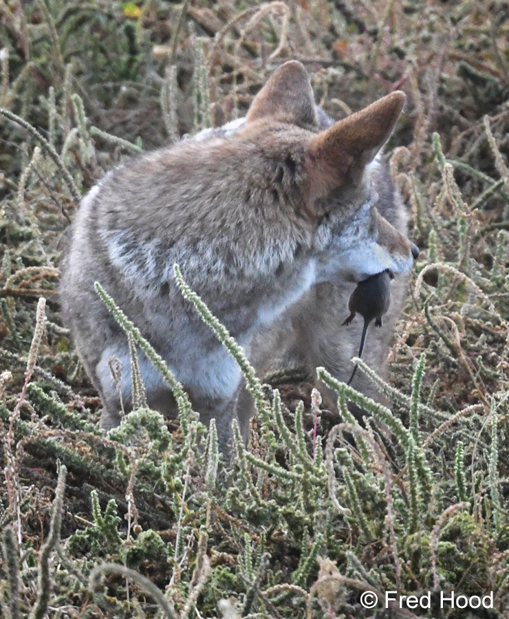 coyote with cotton rat