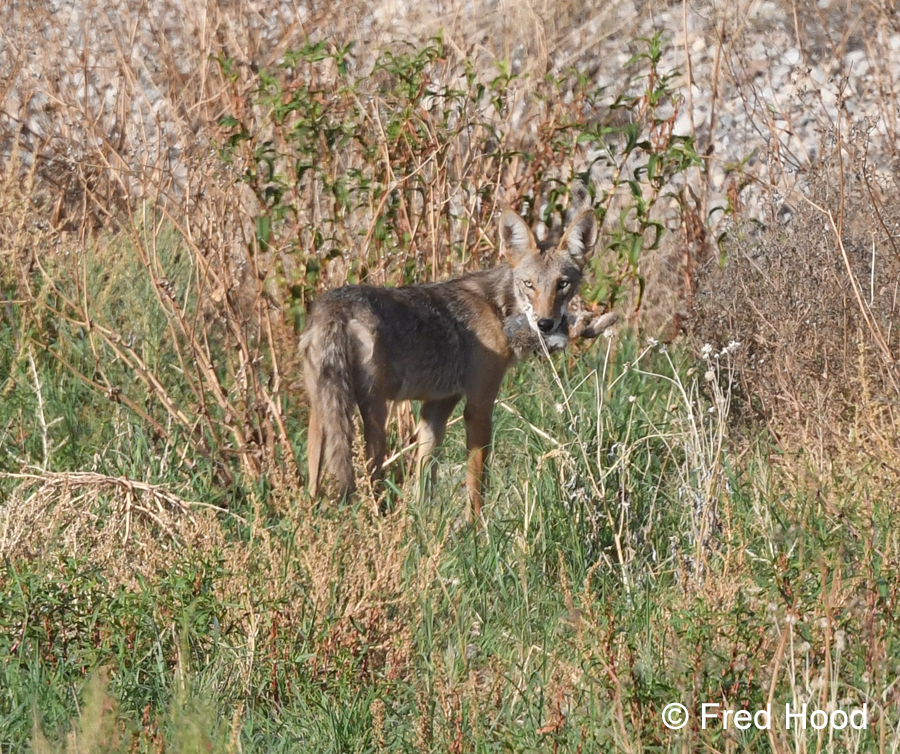 coyote with desert cottontail