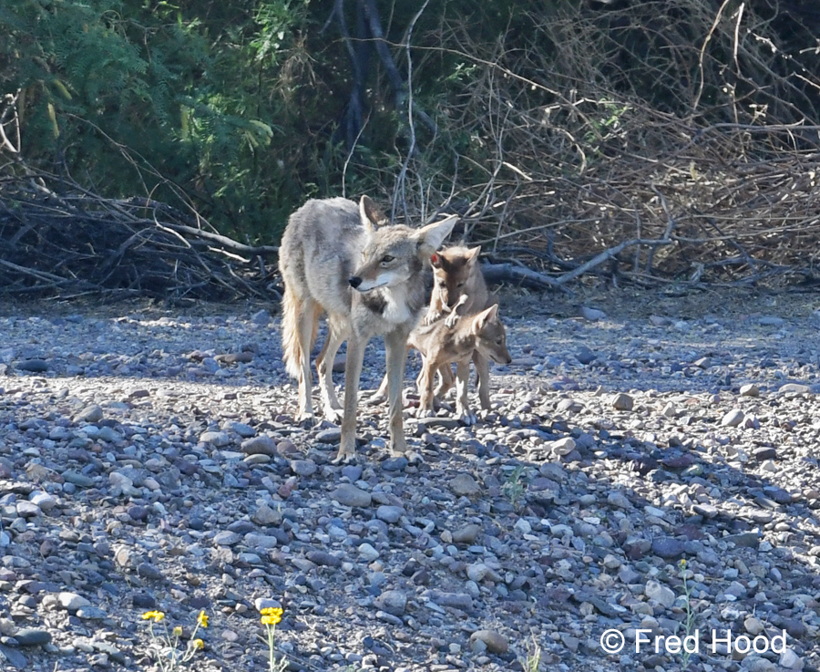 coyote with pups