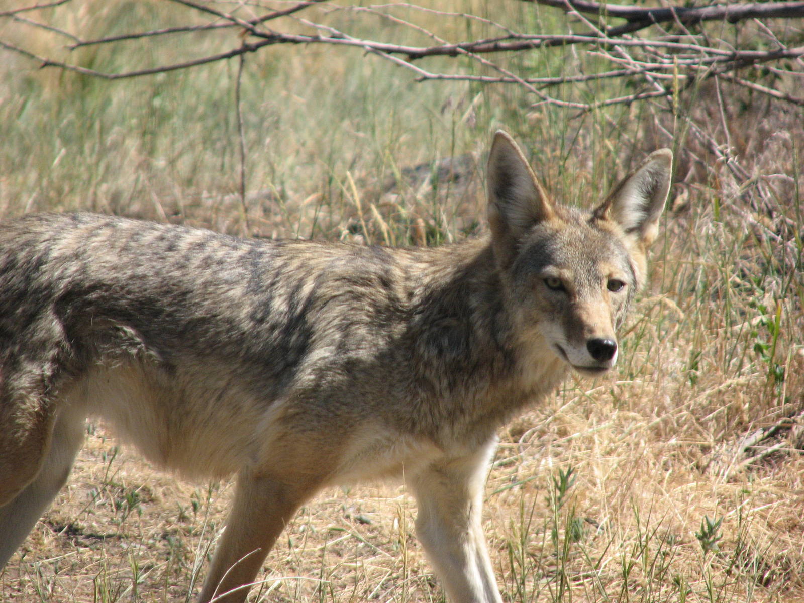 Coyote