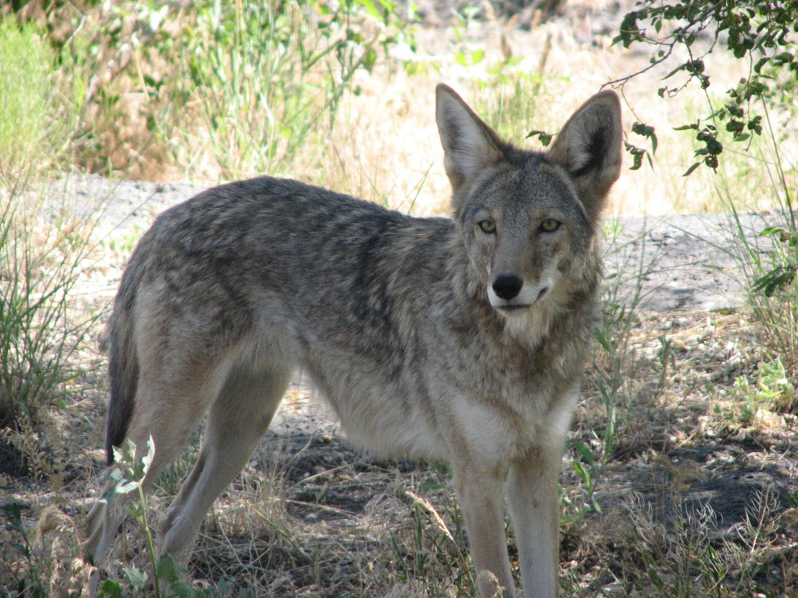 Coyote