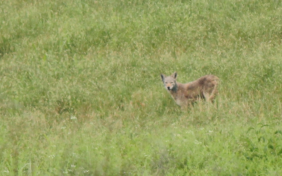 Coyote