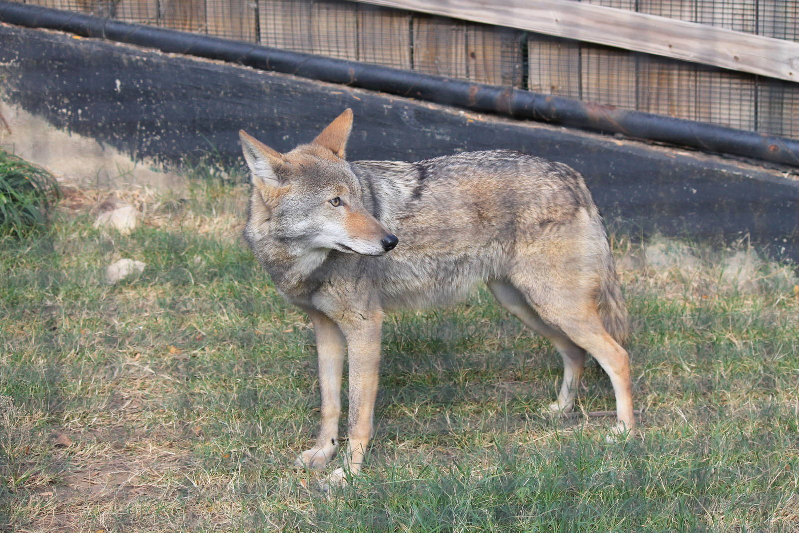 Coyote