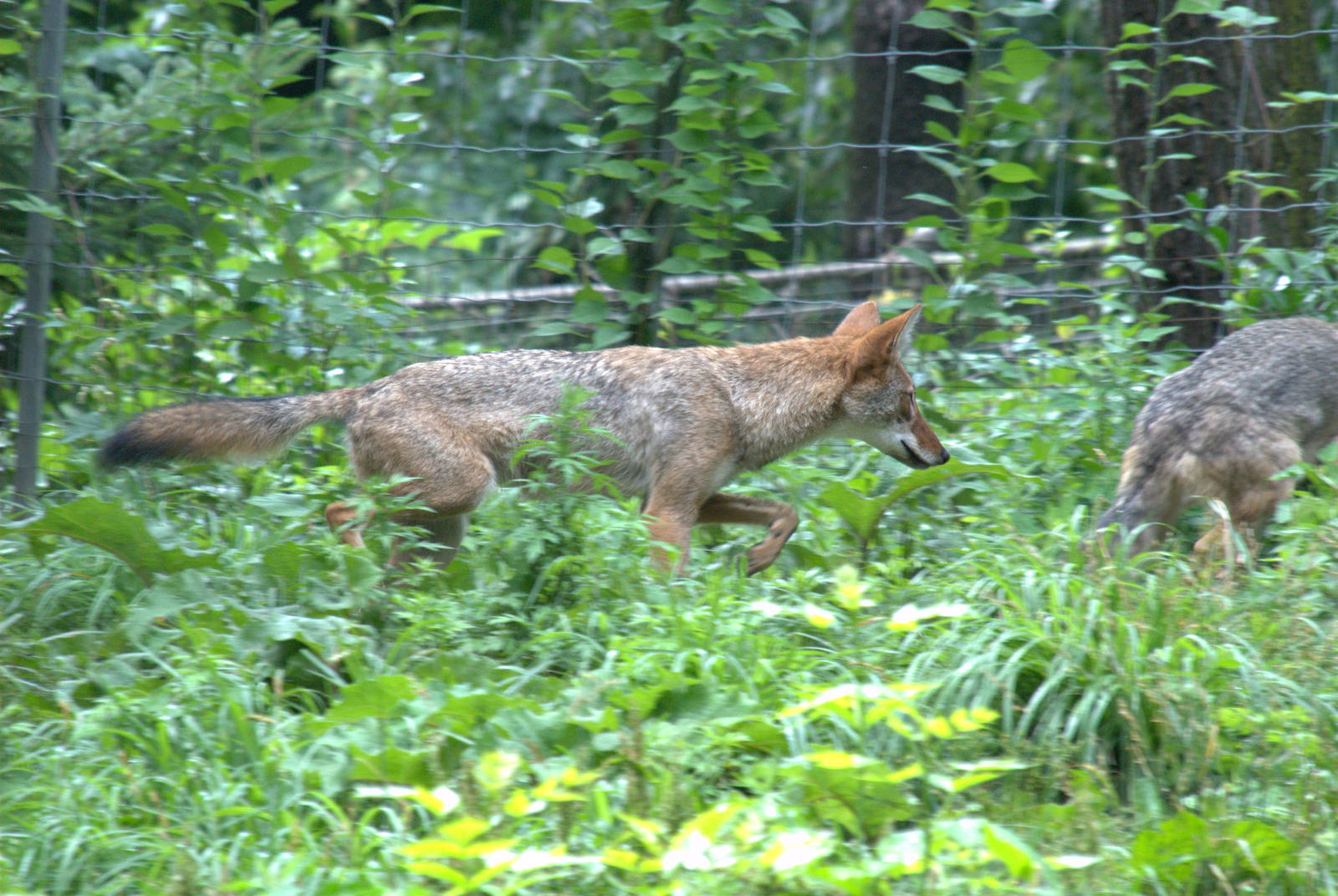 Coyote