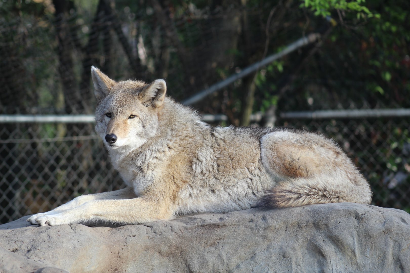Coyote