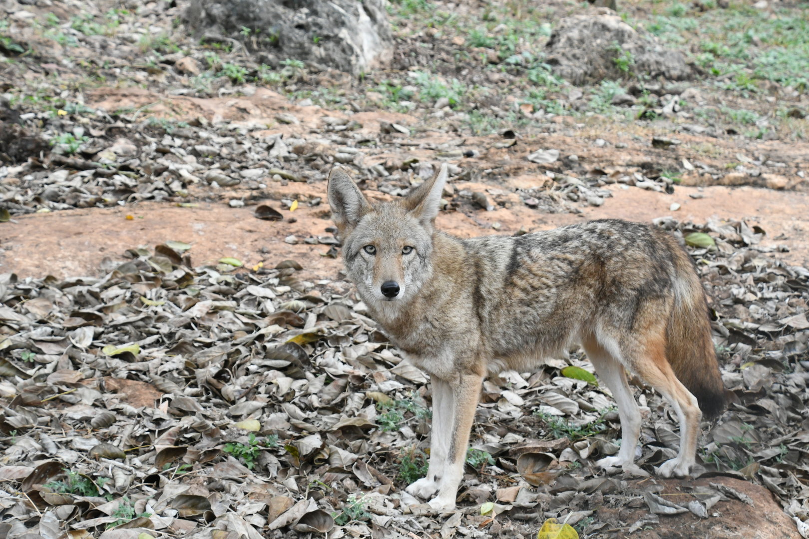 Coyote