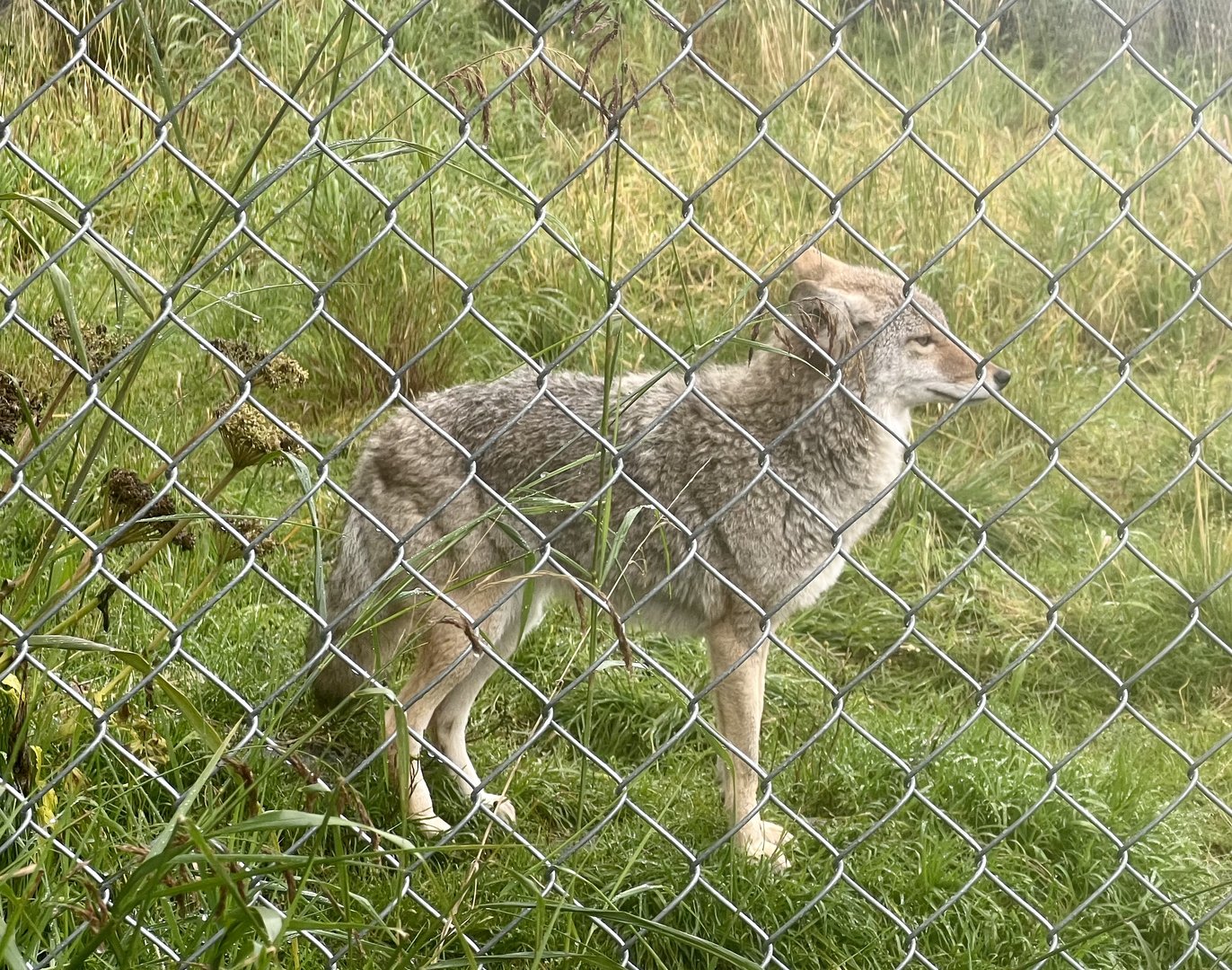 Coyote