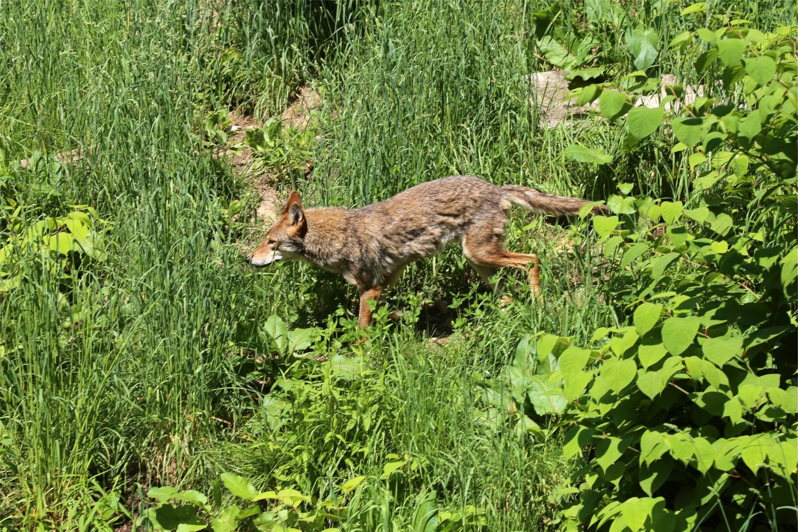 Coyote