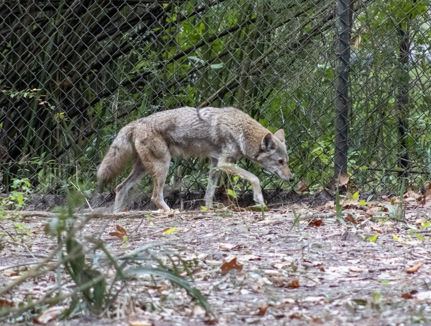 Coyote