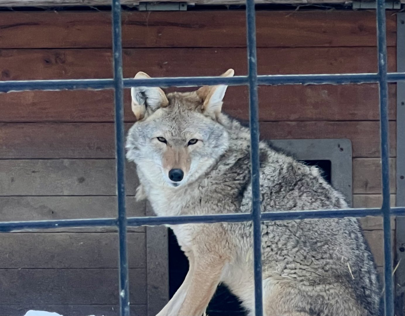 Coyote