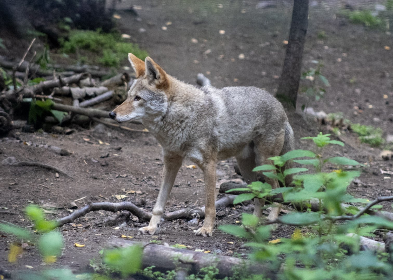 Coyote