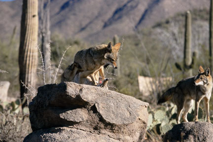 coyotes at Arizona Sonora Desert Museum
