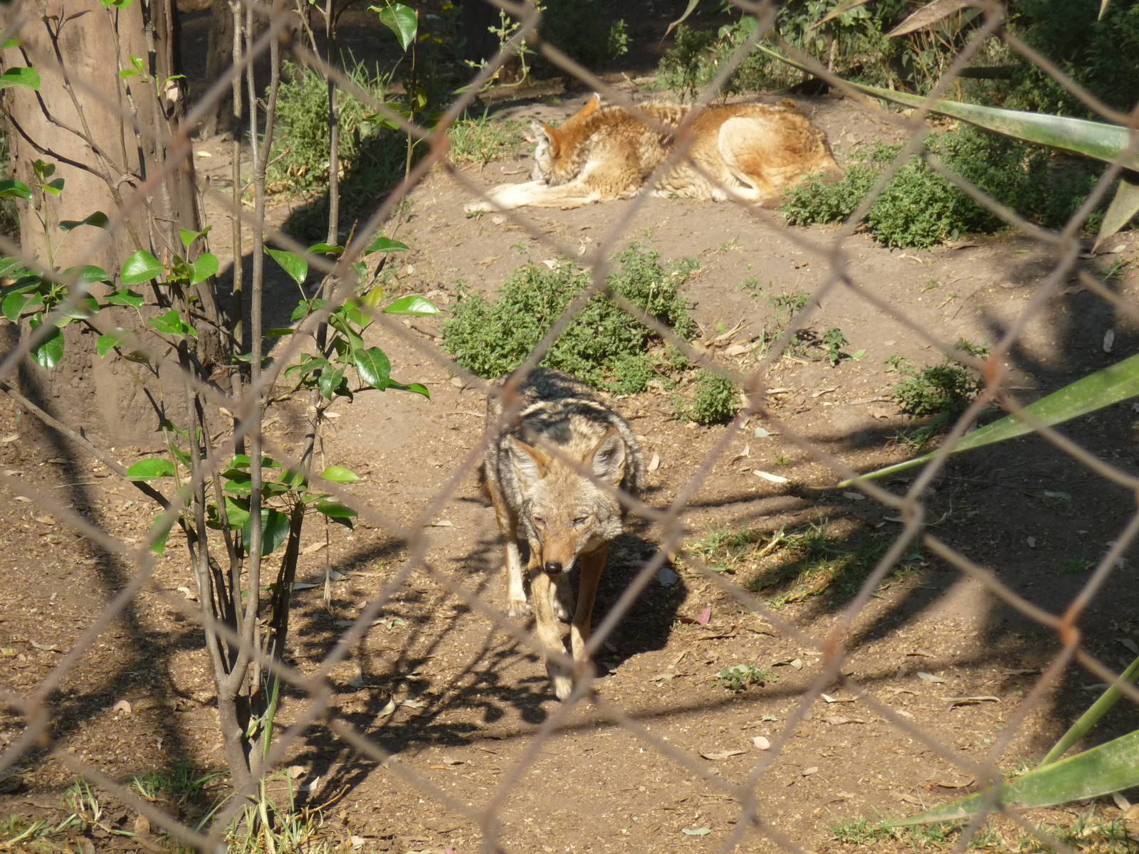 coyotes at Los Coyotes zoo