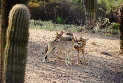 coyotes at Phoenix Zoo