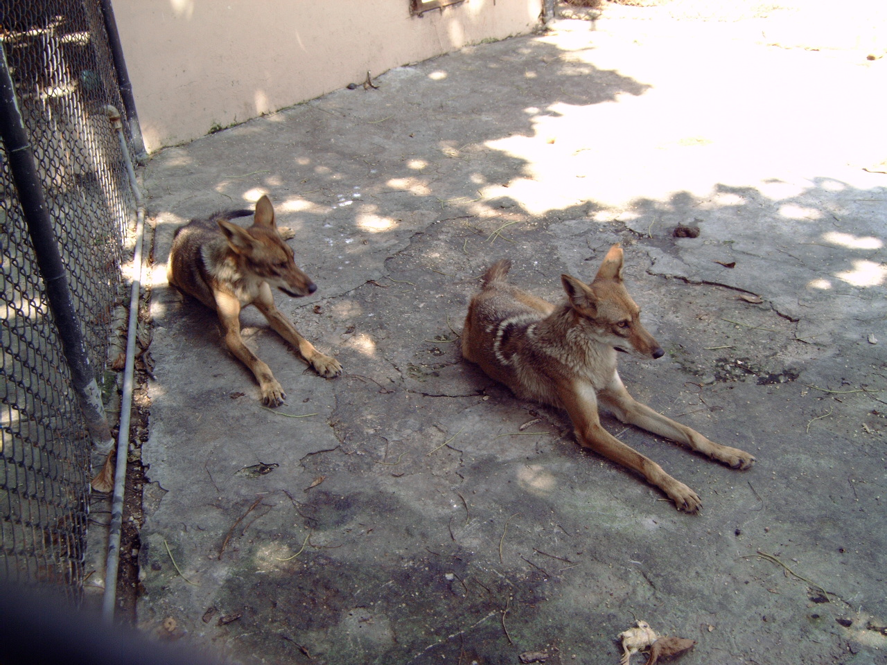 Coyotes (Canis latrans)