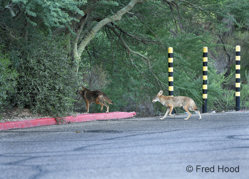 coyotes in my parking lot