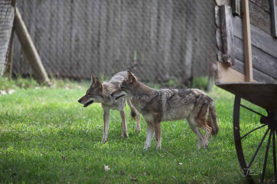 coyotes in new exhibit
