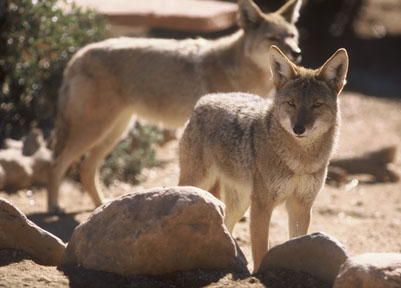 coyotes, New Years Eve 2009