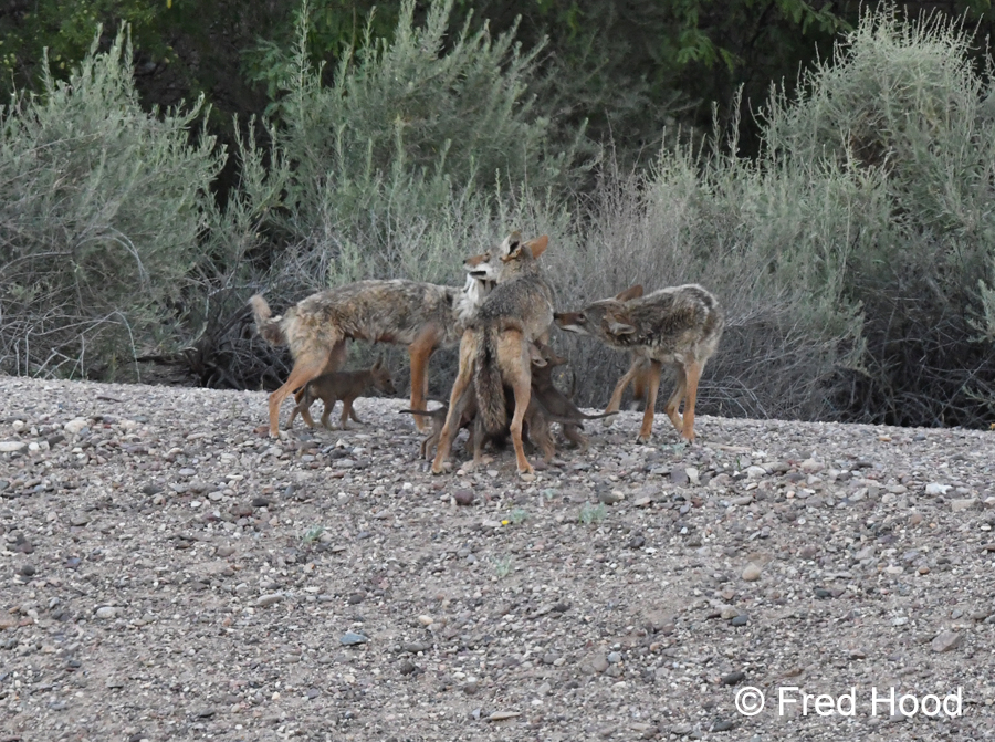 coyotes with pups