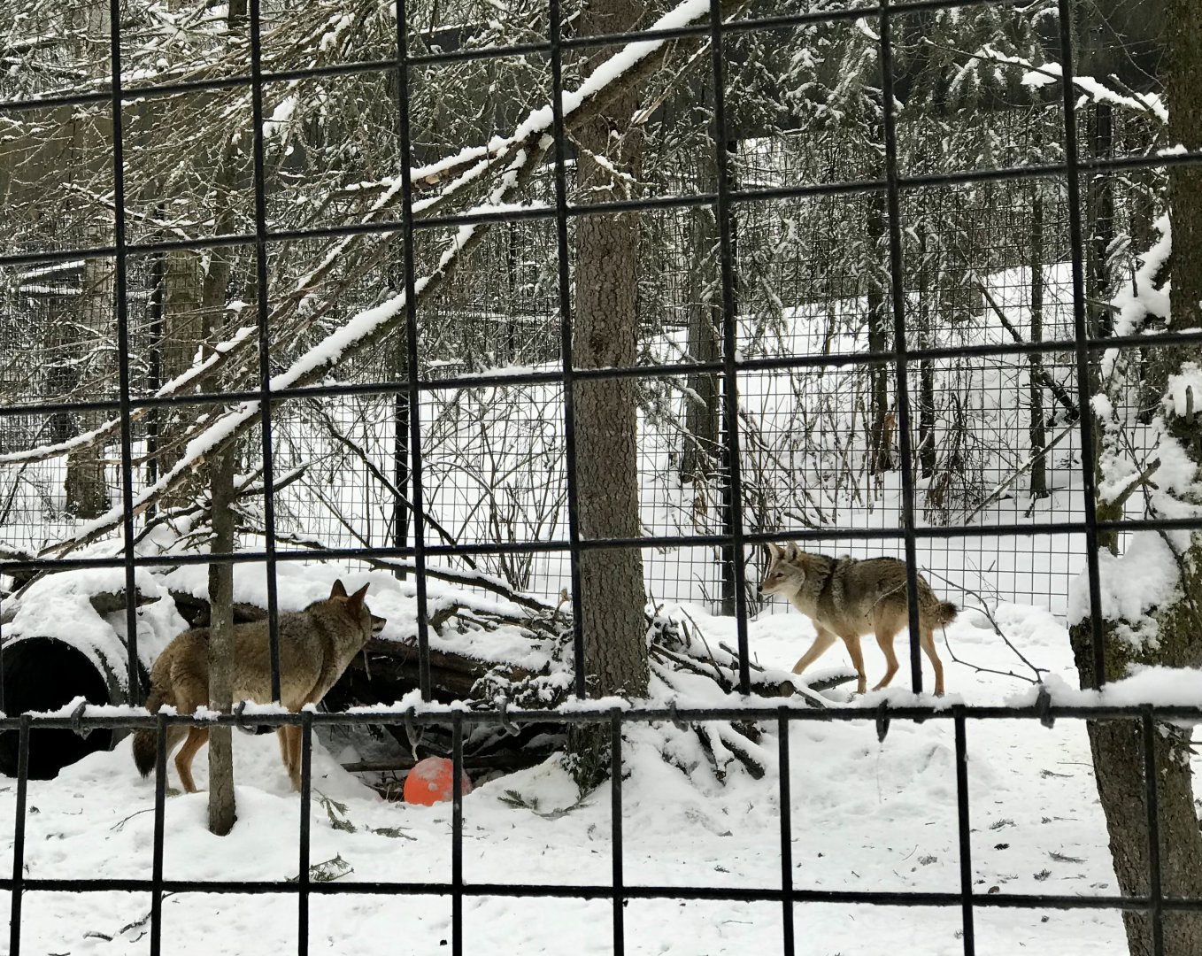 Coyotes
