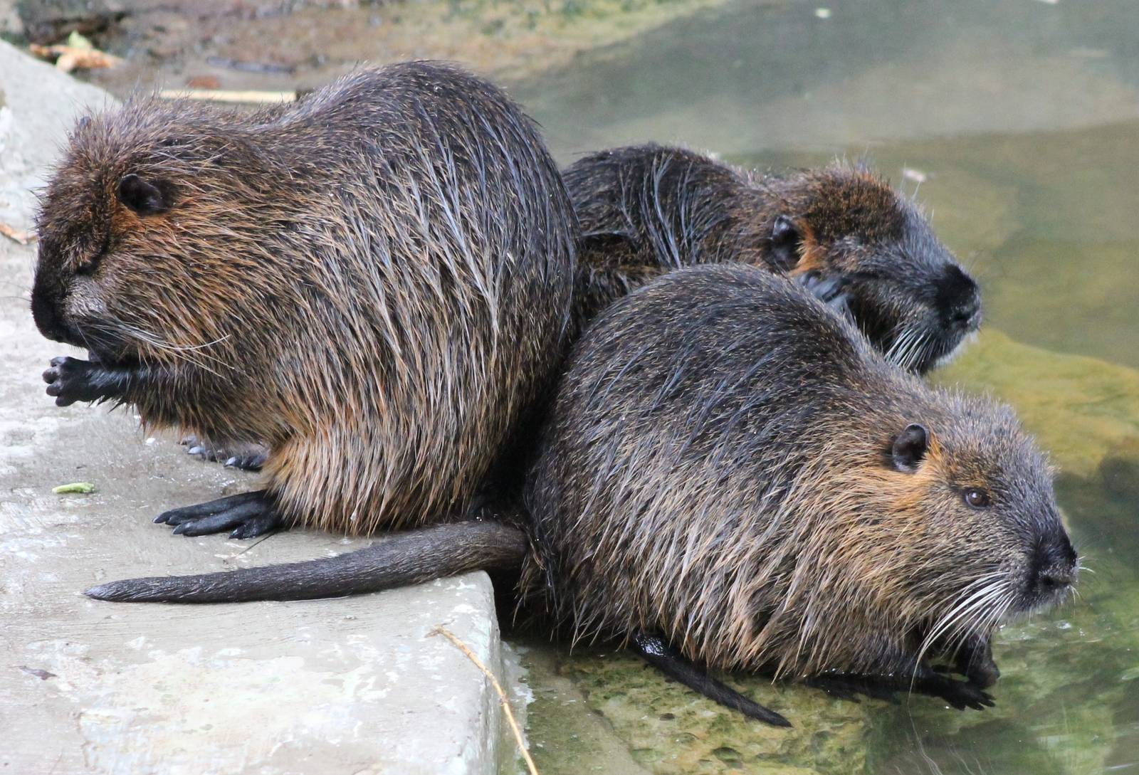 coypos at antwerp zoo