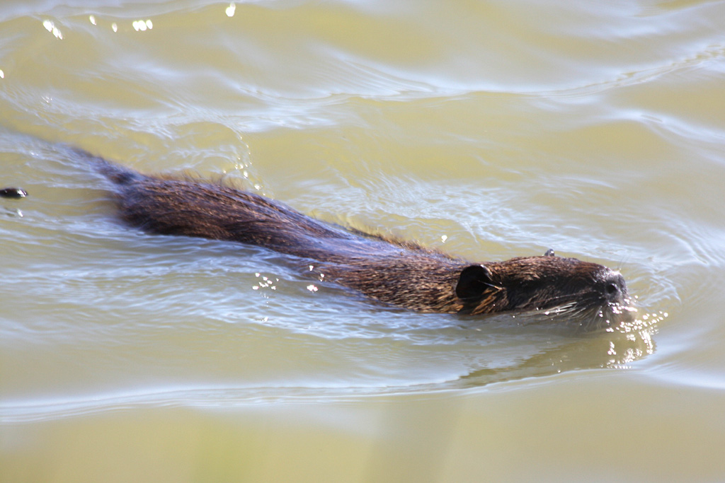 Coypu 01/08/2011, Pont de Gau