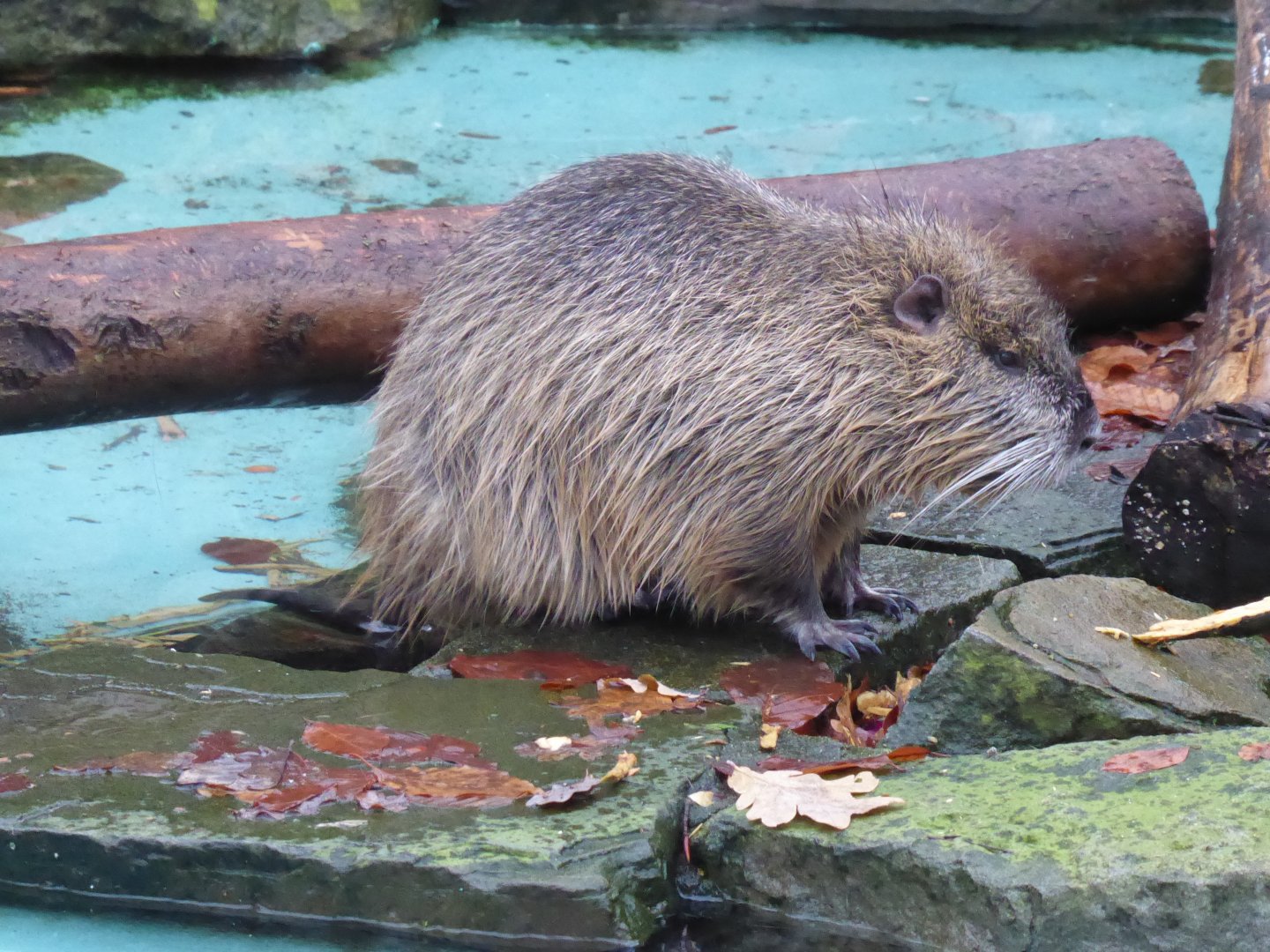 Coypu 021219