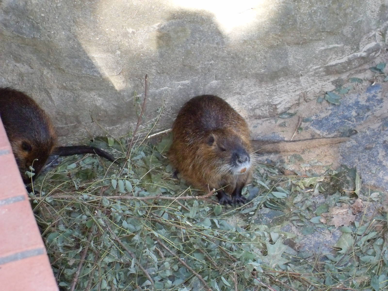 coypu 030910