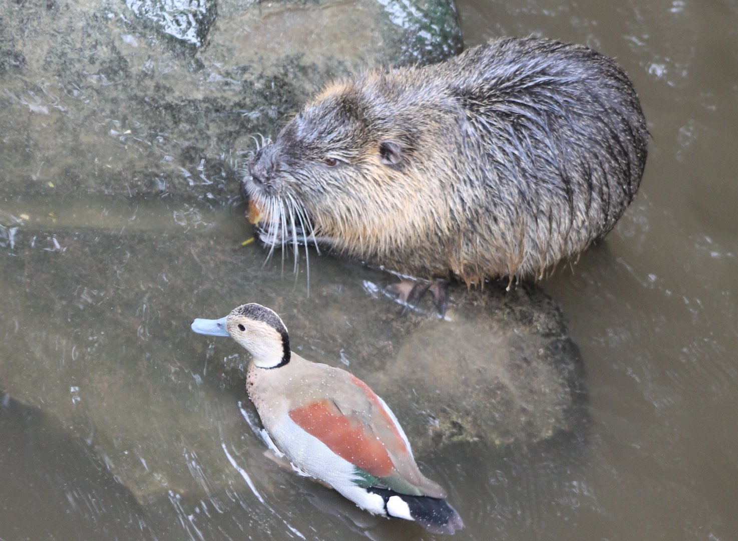 Coypu and Ringed teal