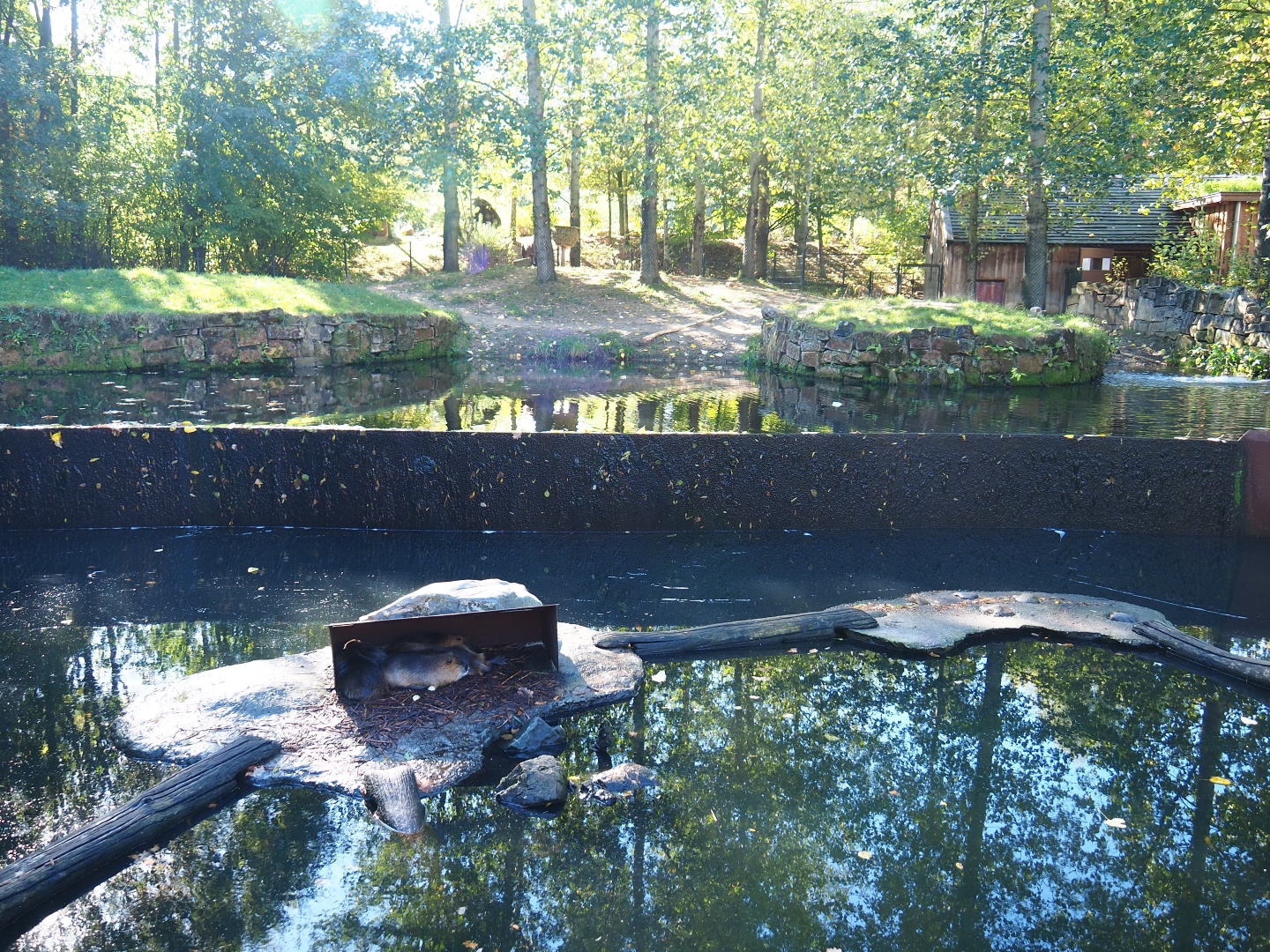 Coypu and South American tapir exhibits (Oct 13th, 2018)