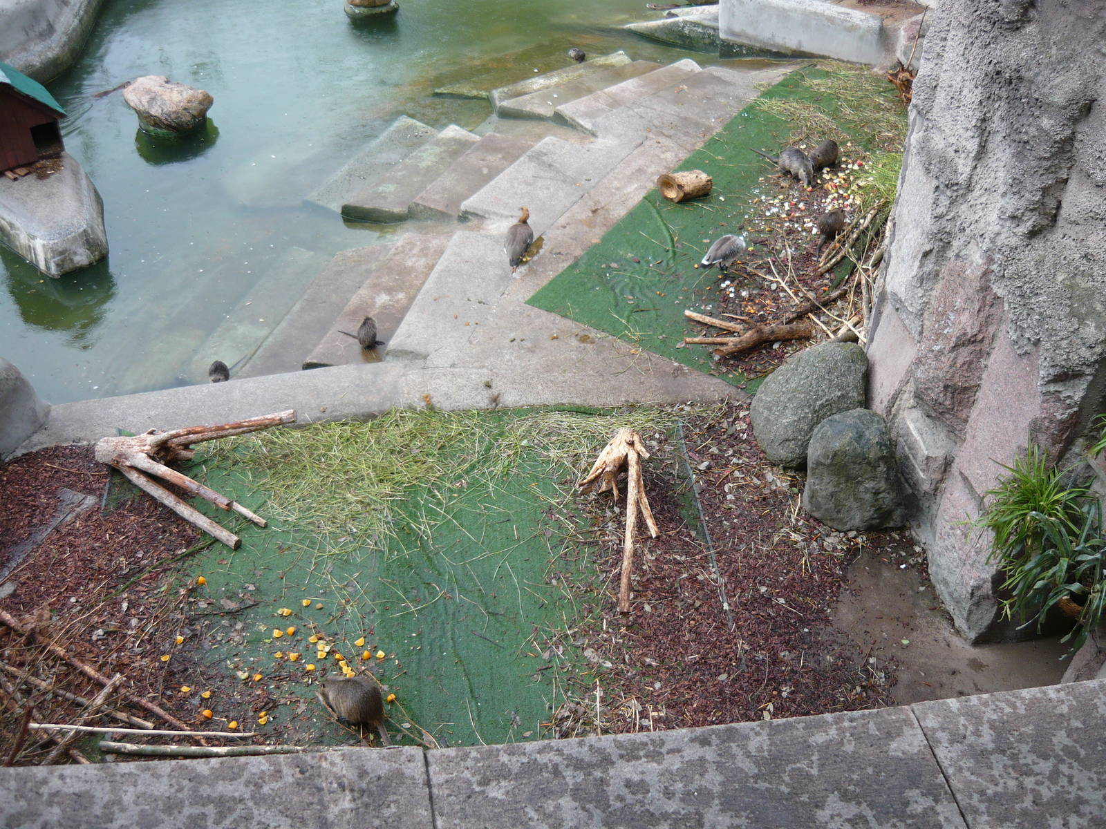 Coypu and waterfowl exhibit