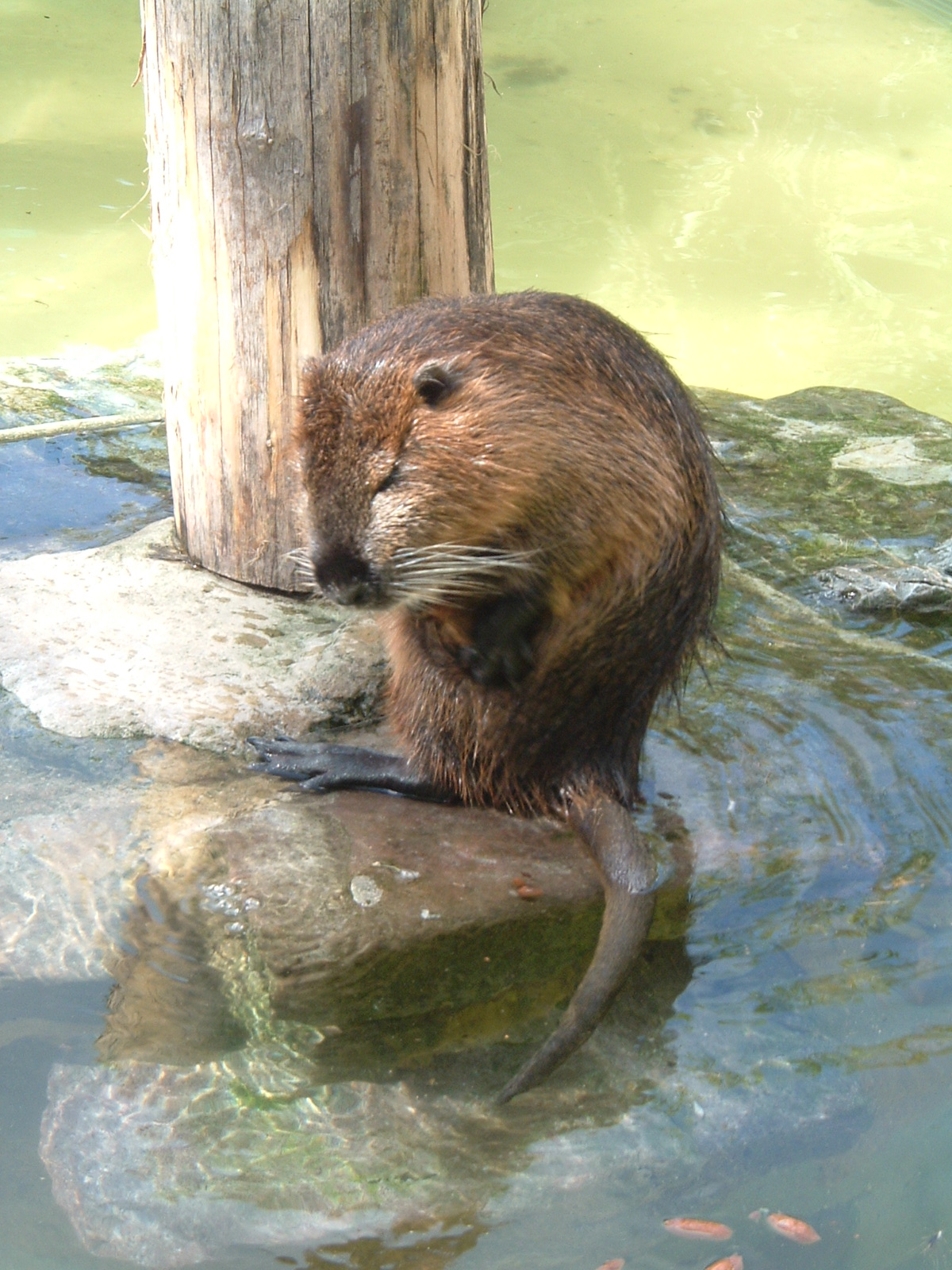 Coypu at Artis Zoo, 2006