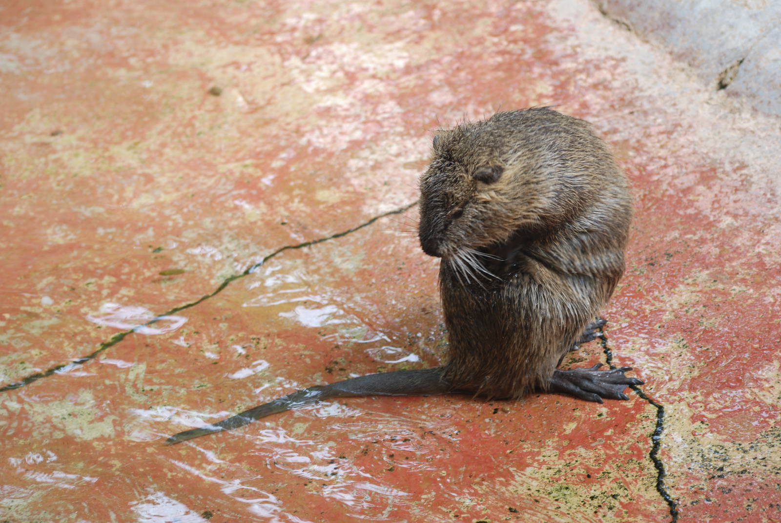 Coypu at Barcelona, 30/05/11