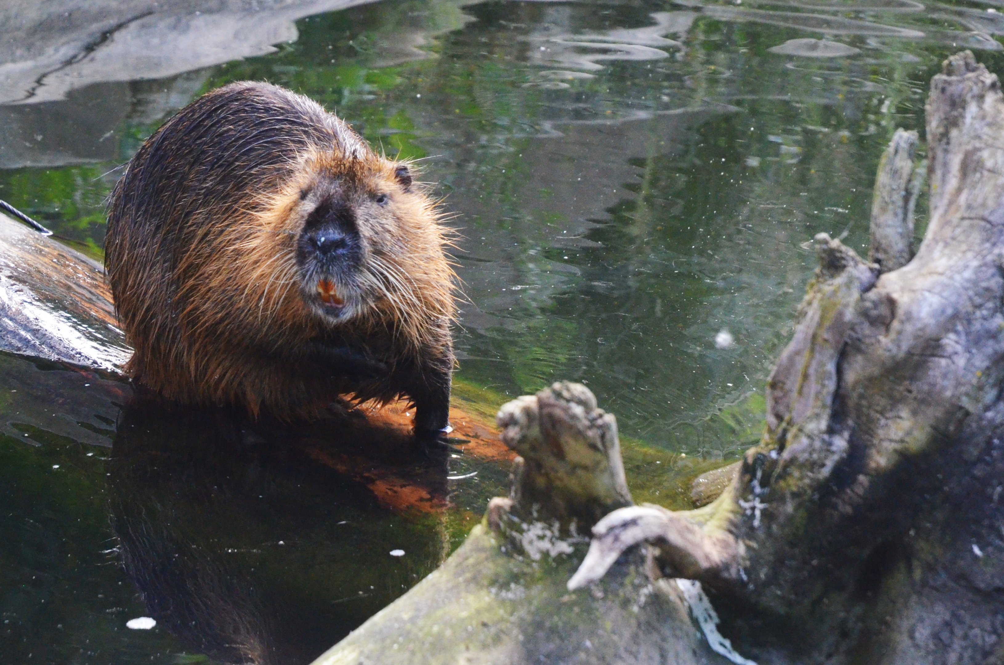 Coypu at Biotropica, 16/06/18