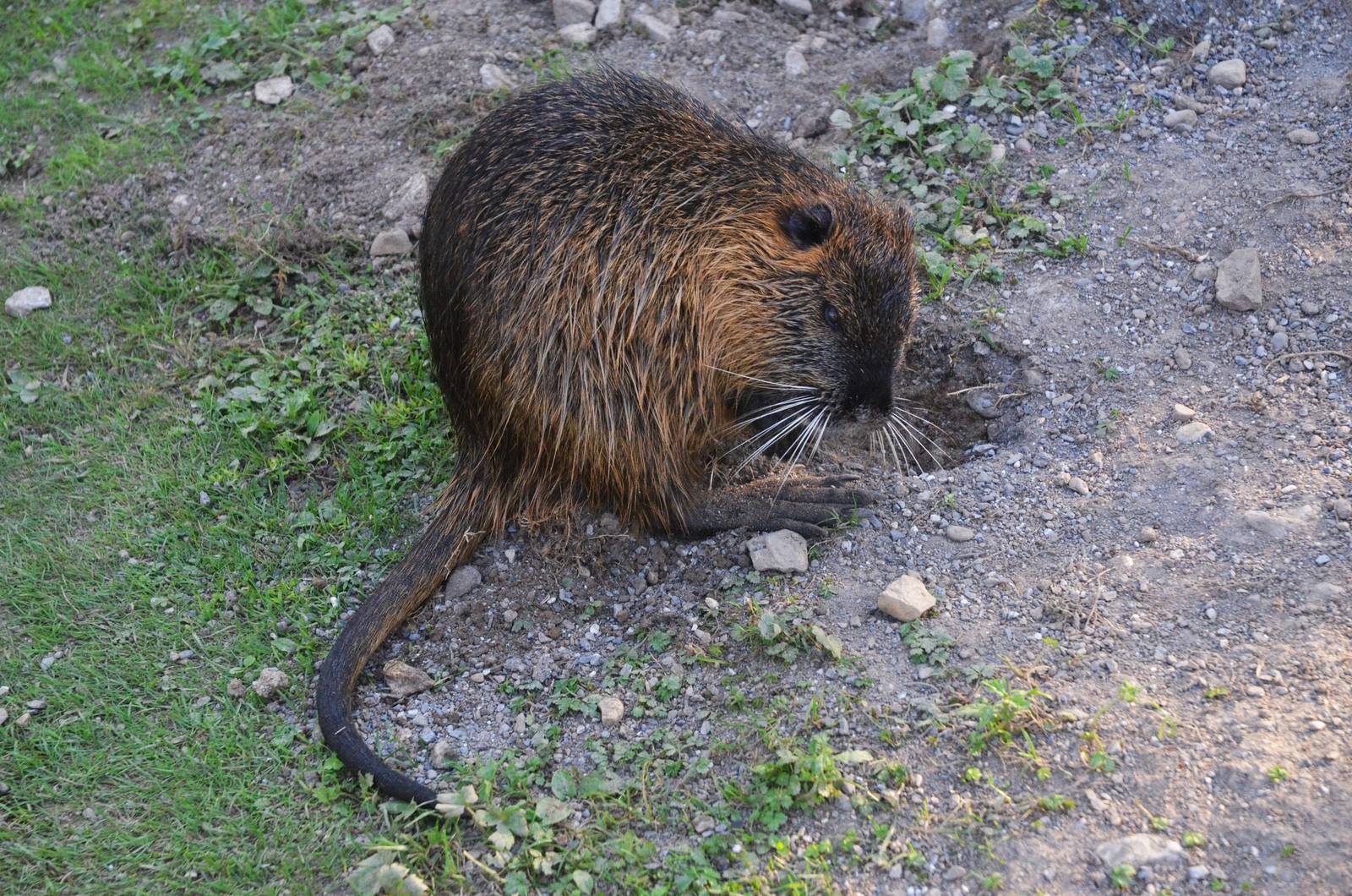 Coypu at Knie Kinderzoo, 11/09/16