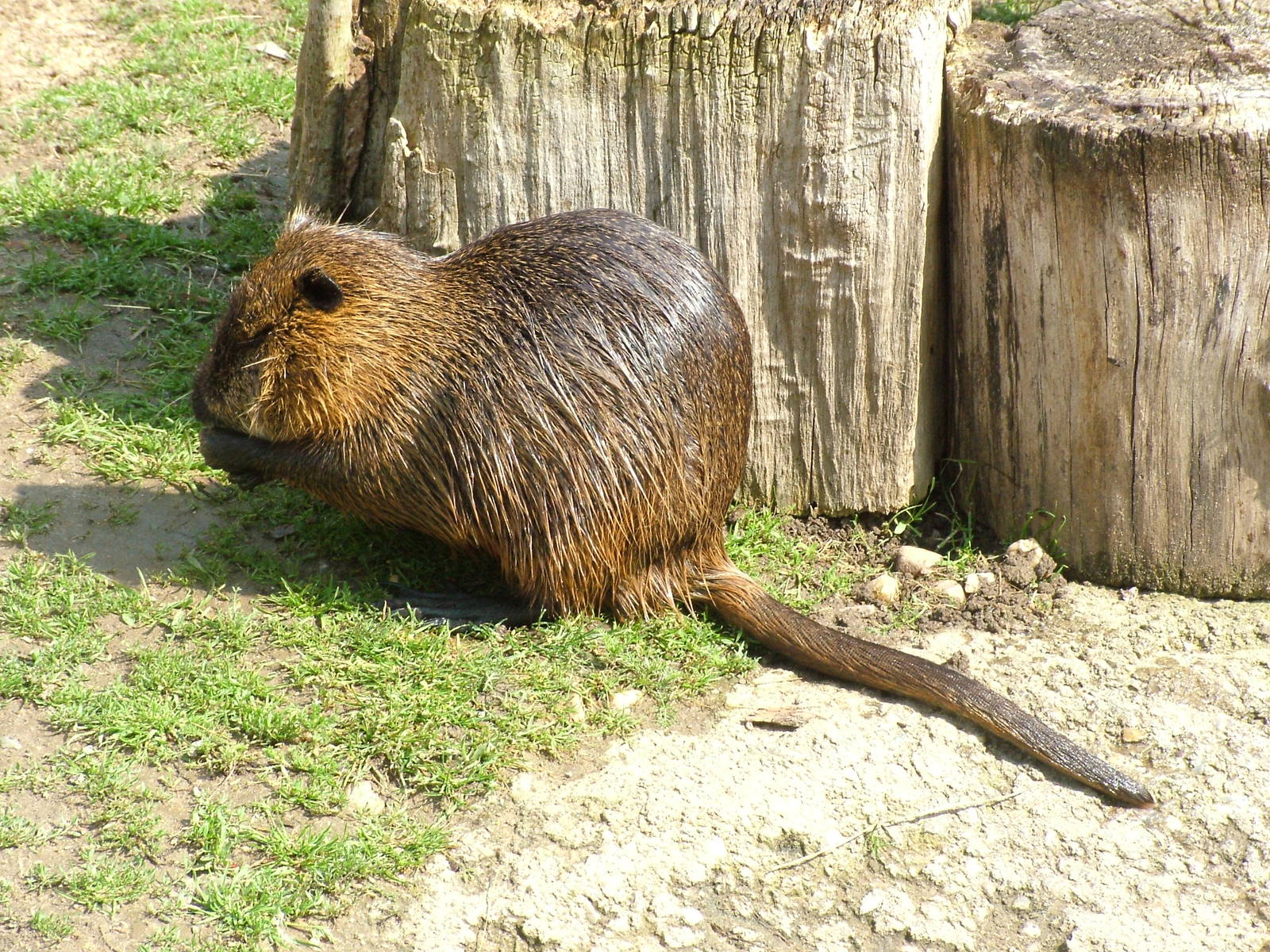 Coypu at Prague, 24/05/10