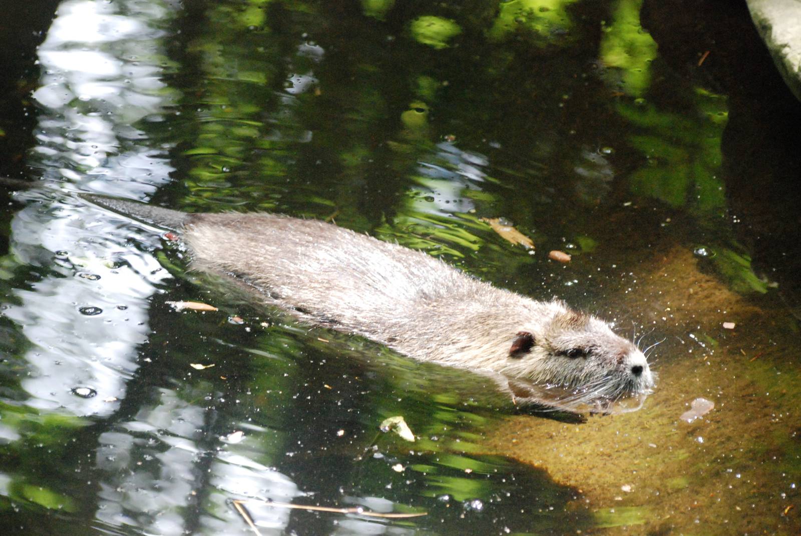 Coypu at Vienna, 16/06/13