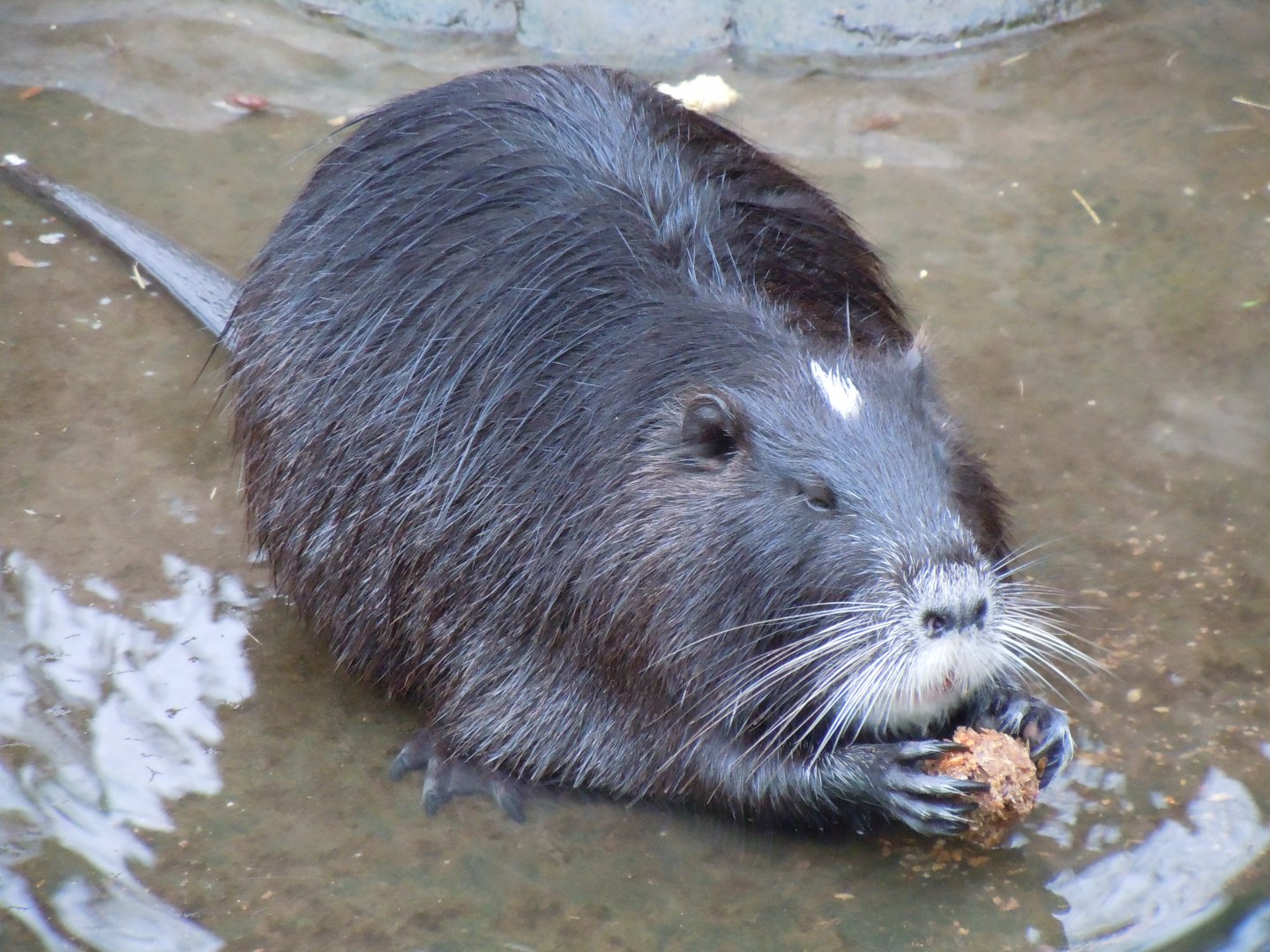 Coypu - Budapest Zoo November 2017