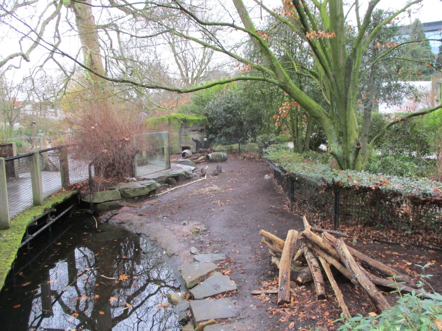 Coypu enclosure (02/02/2022)