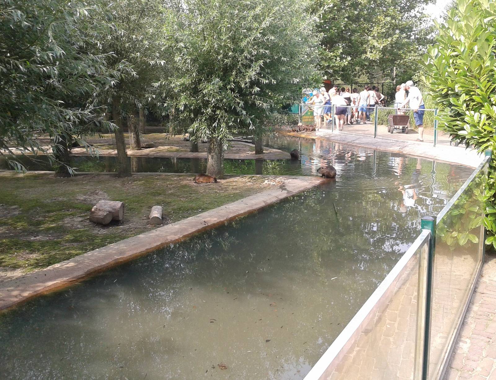 Coypu enclosure