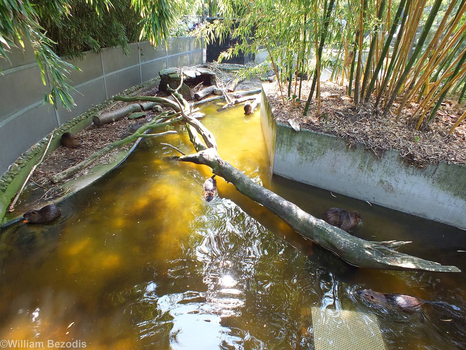 Coypu Enclosure