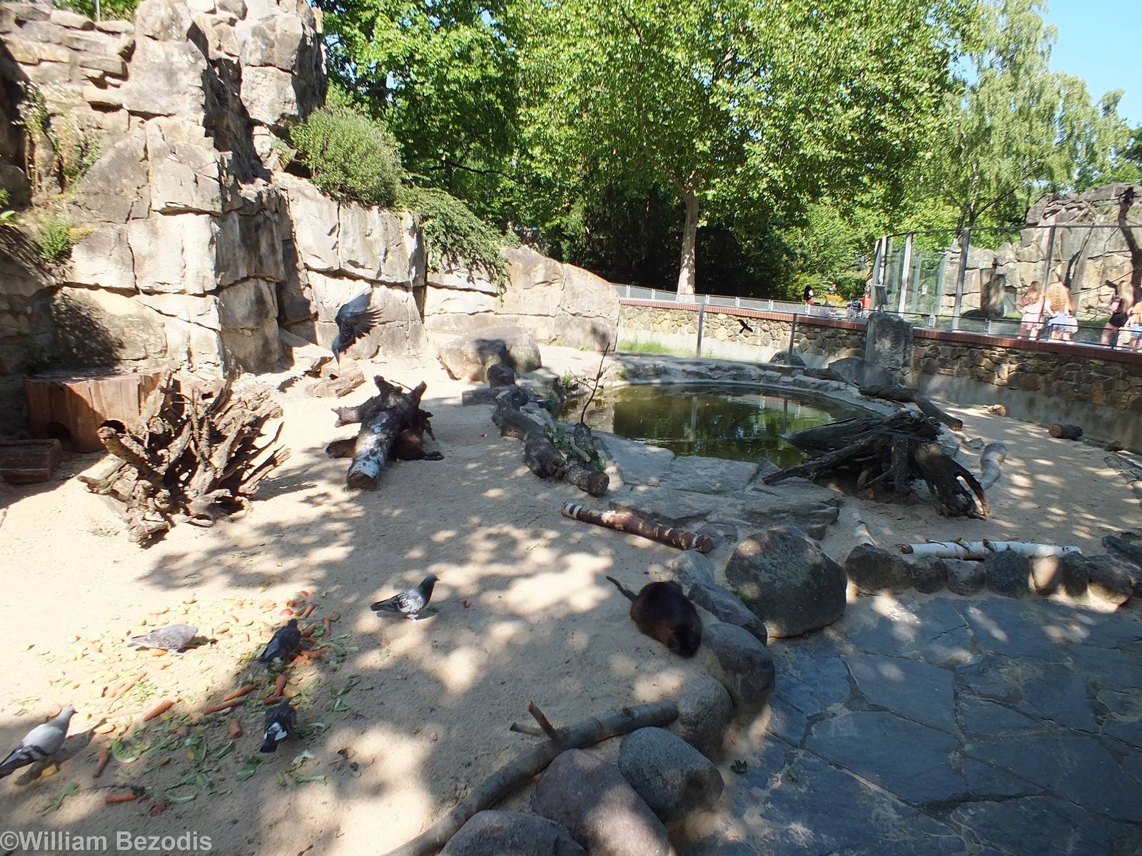 Coypu Enclosure